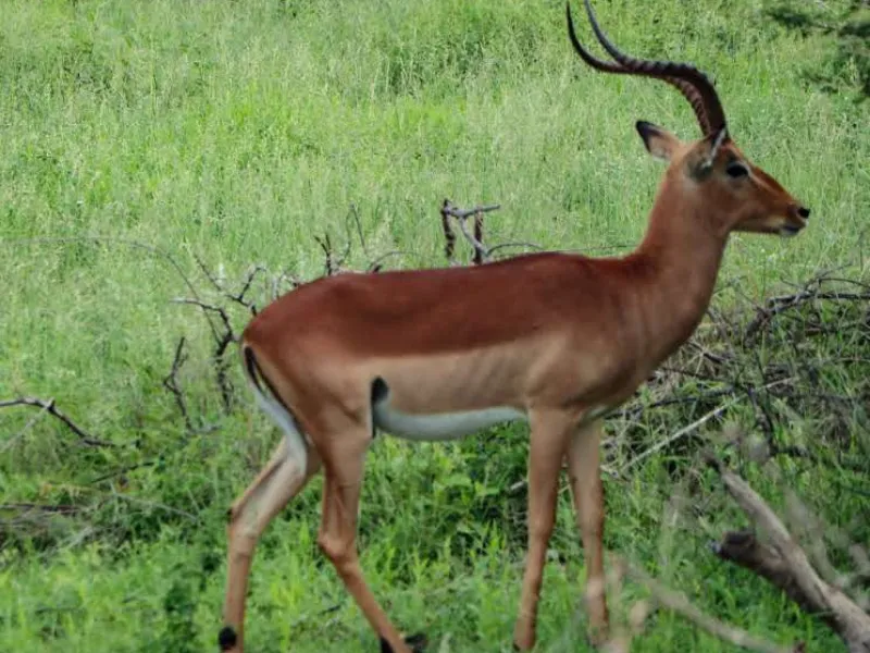 Kruger 1