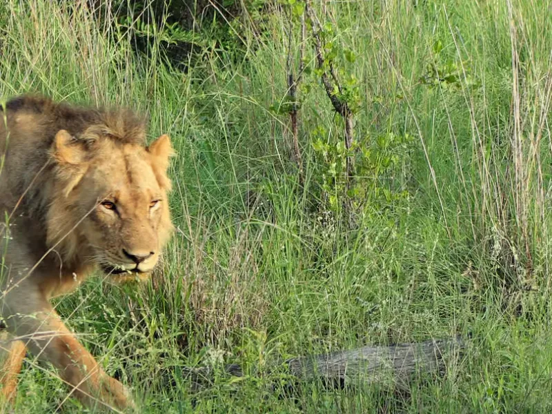 2-Day Kruger Safari from Maputo