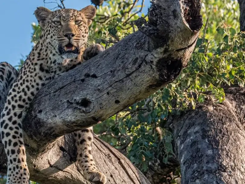 Half-Day Kruger Safari from Maputo