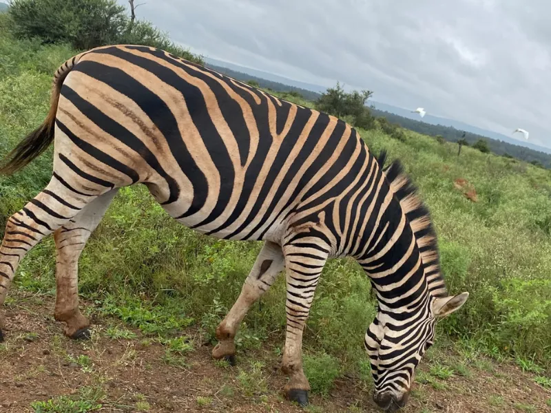 Kruger 2